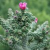 Cylindropuntia_imbricata_v_arborescens